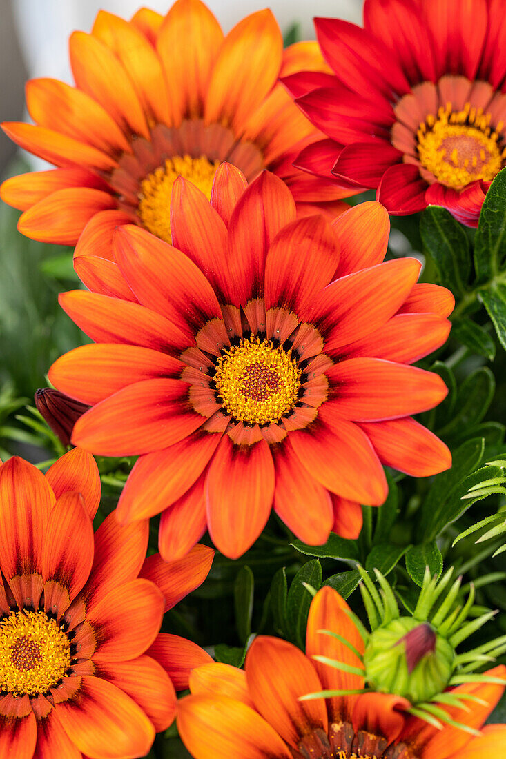 Gazania rigens, orange