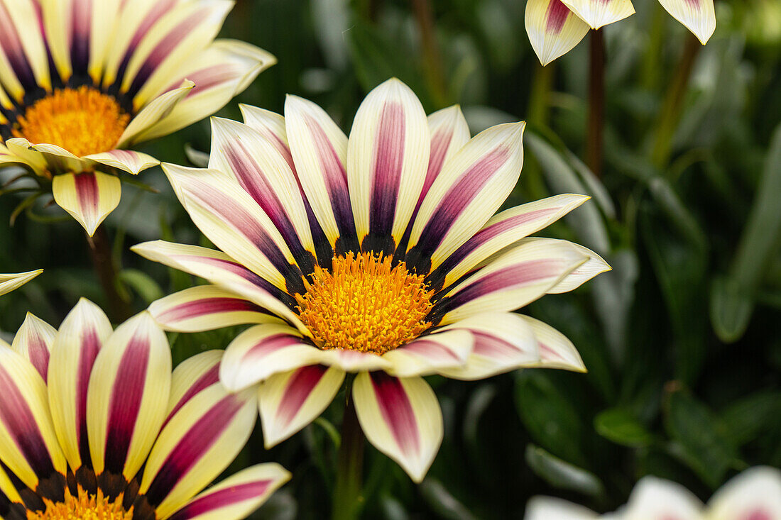 Gazania rigens, purpurrot-gelb