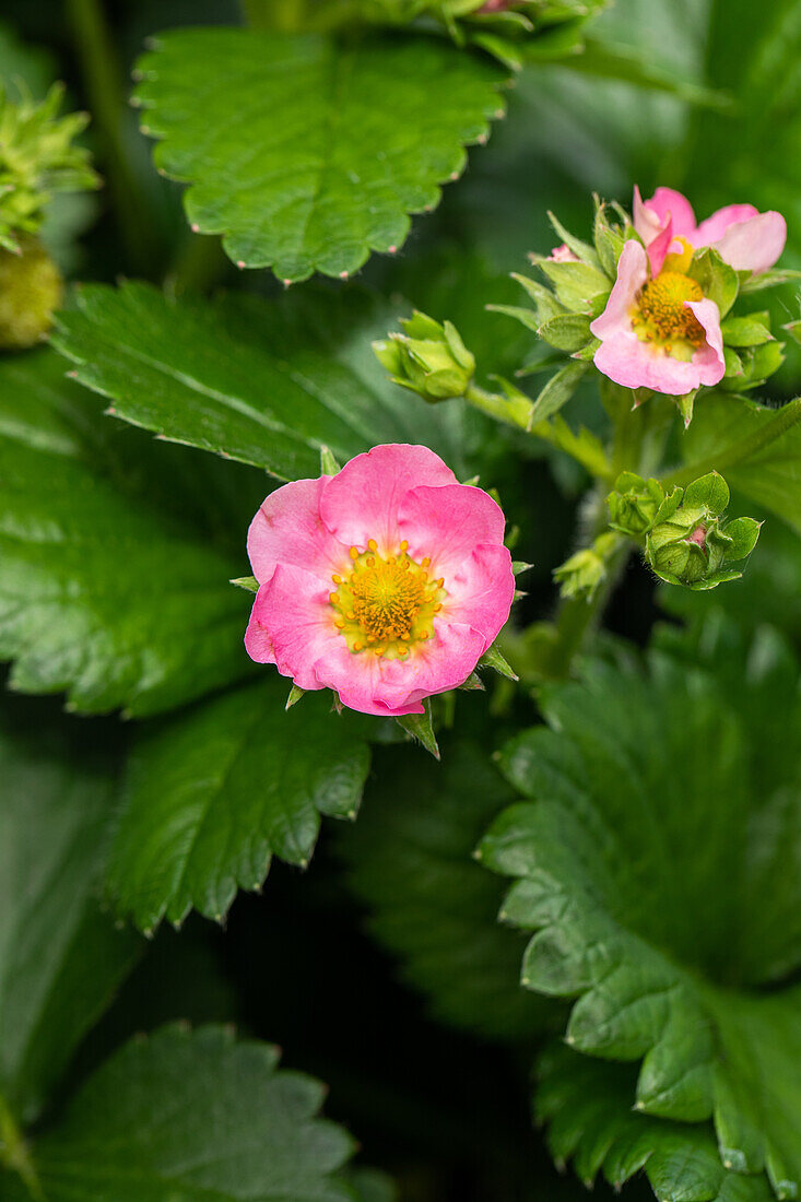 Fragaria x ananassa, rosa