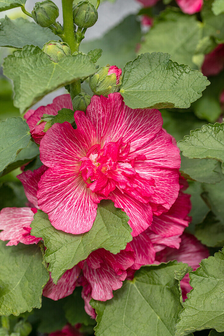 Alcea rosea