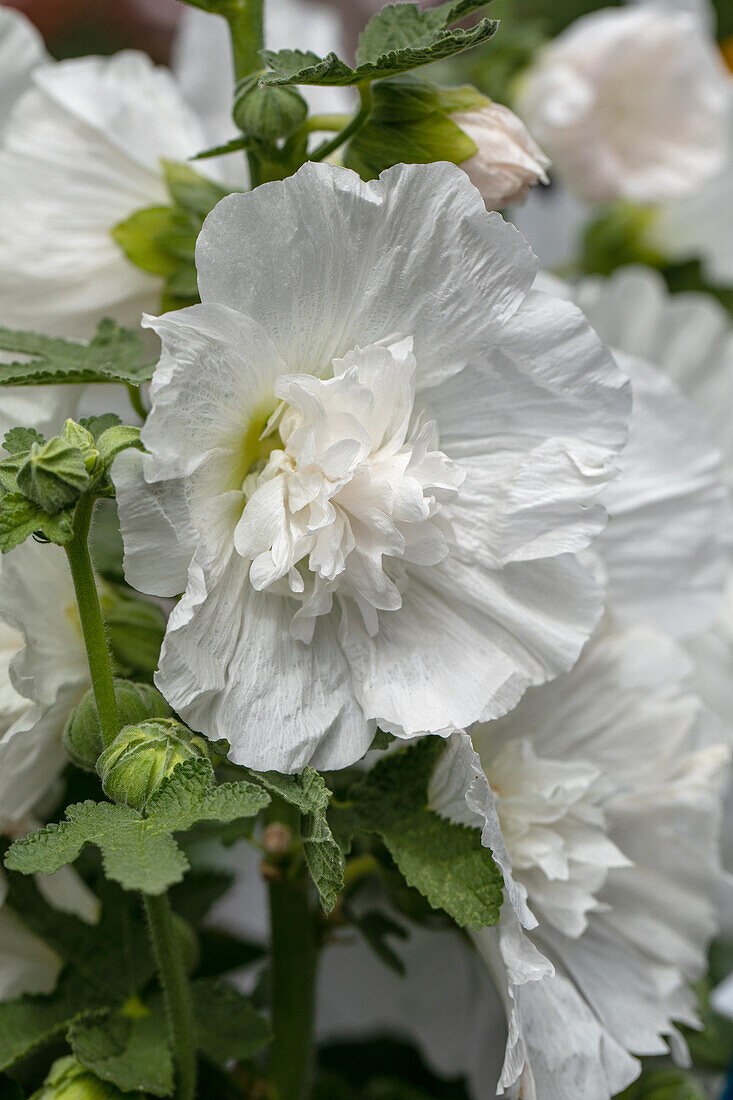 Alcea rosea plena, weiß