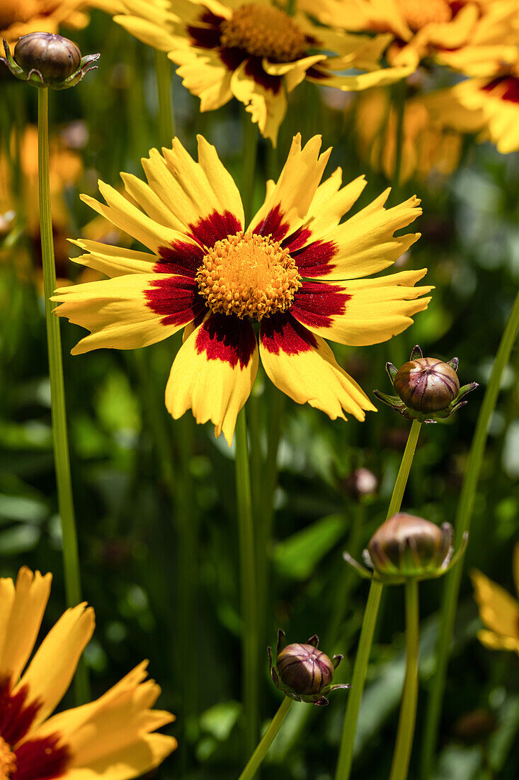 Coreopsis grandiflora, gelb-rot