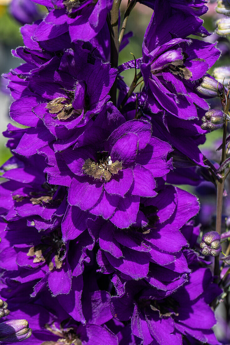 Delphinium x elatum, purple