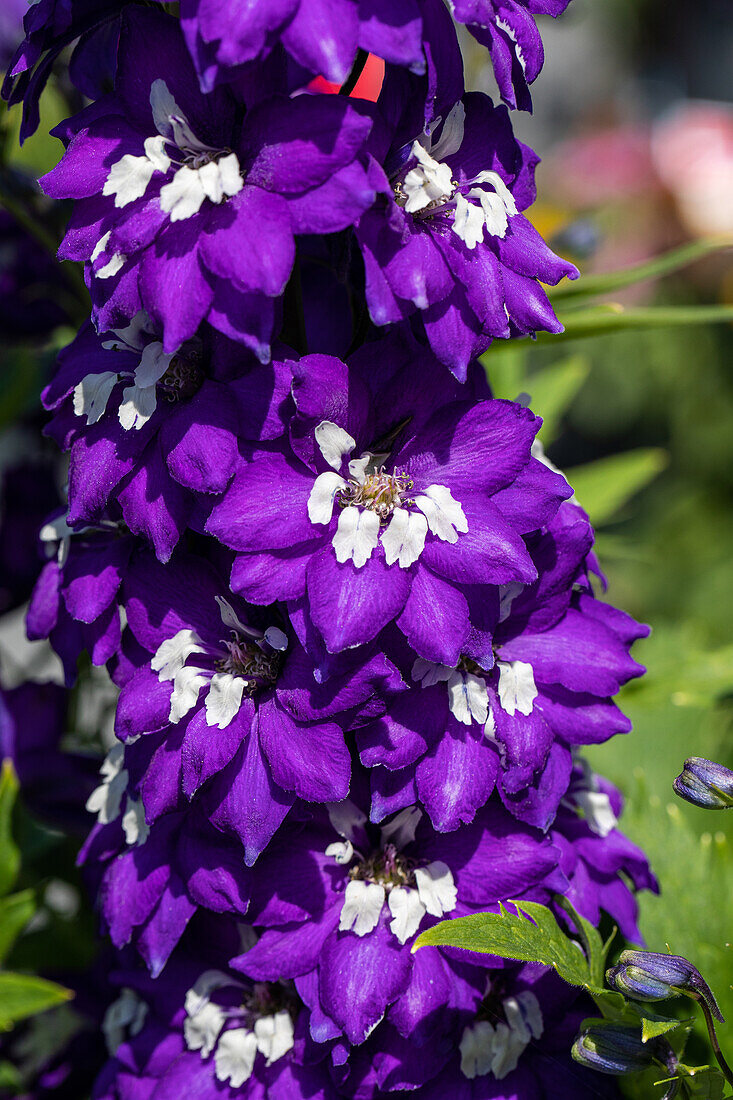 Delphinium x elatum, violett-weiß