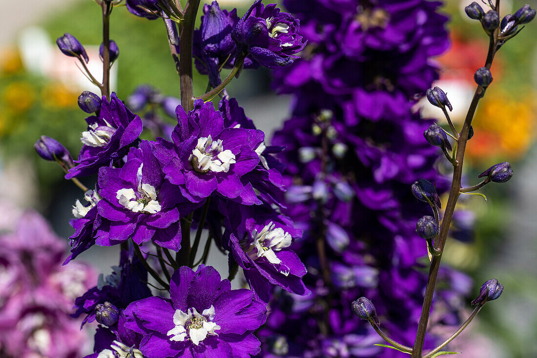 Delphinium x elatum, violet-white