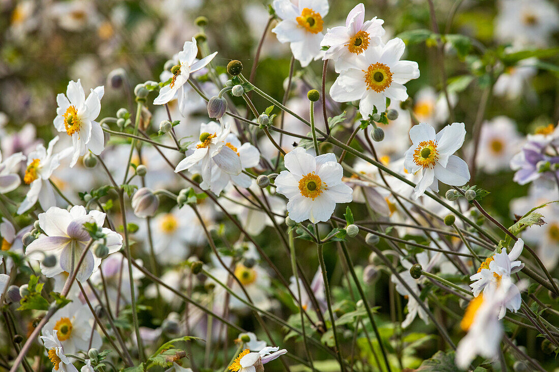 Anemone japonica 'Wild Swan'