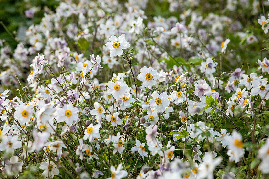 Anemone japonica Wild Swan