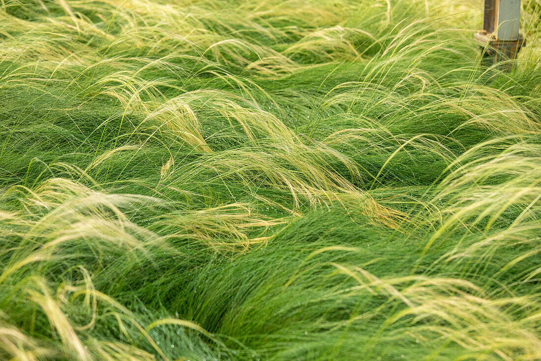 Stipa tenuissima