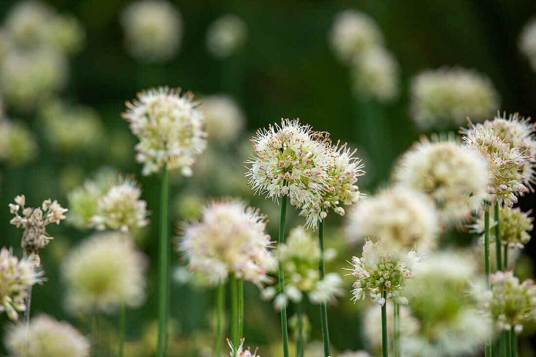 Allium suaveolens