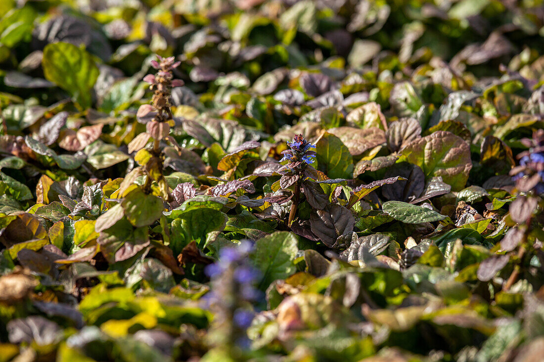 Ajuga reptans 'Braunherz'