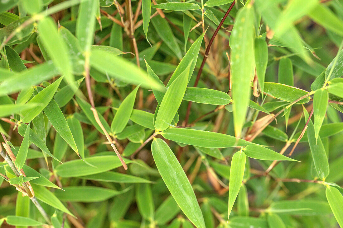 Fargesia 'Malachite Monkey'®