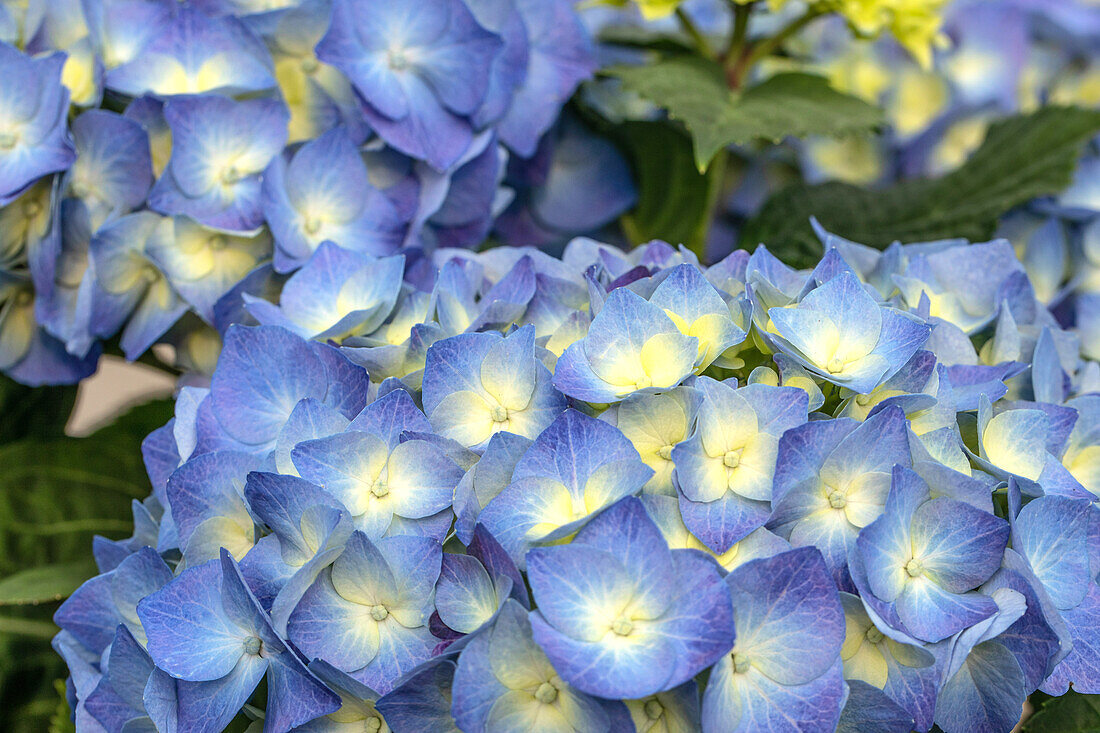 Hydrangea macrophylla 'Bela'(s)