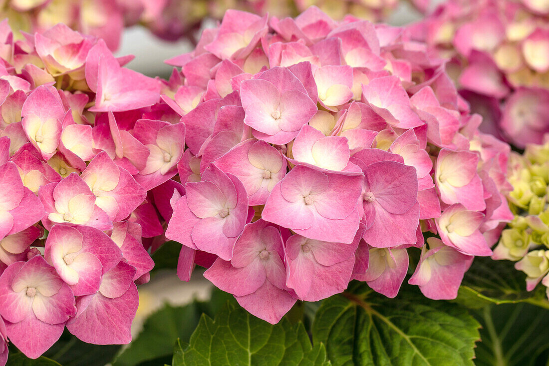 Hydrangea macrophylla 'Rosita' 