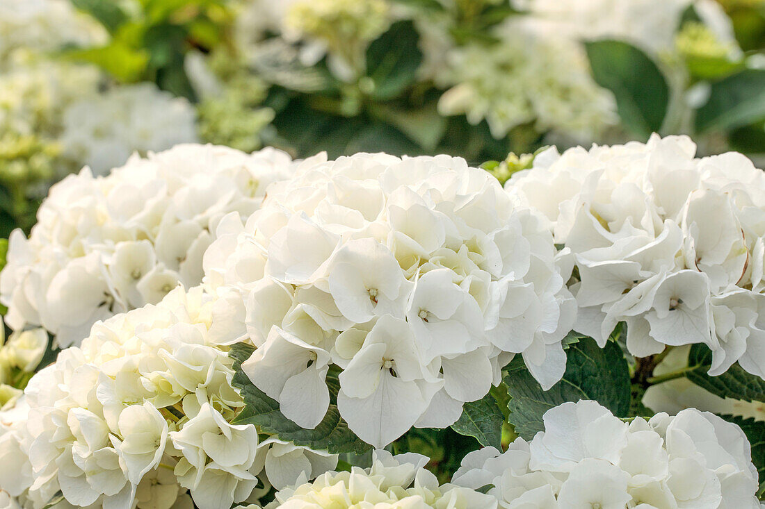 Hydrangea macrophylla 'Bianco'