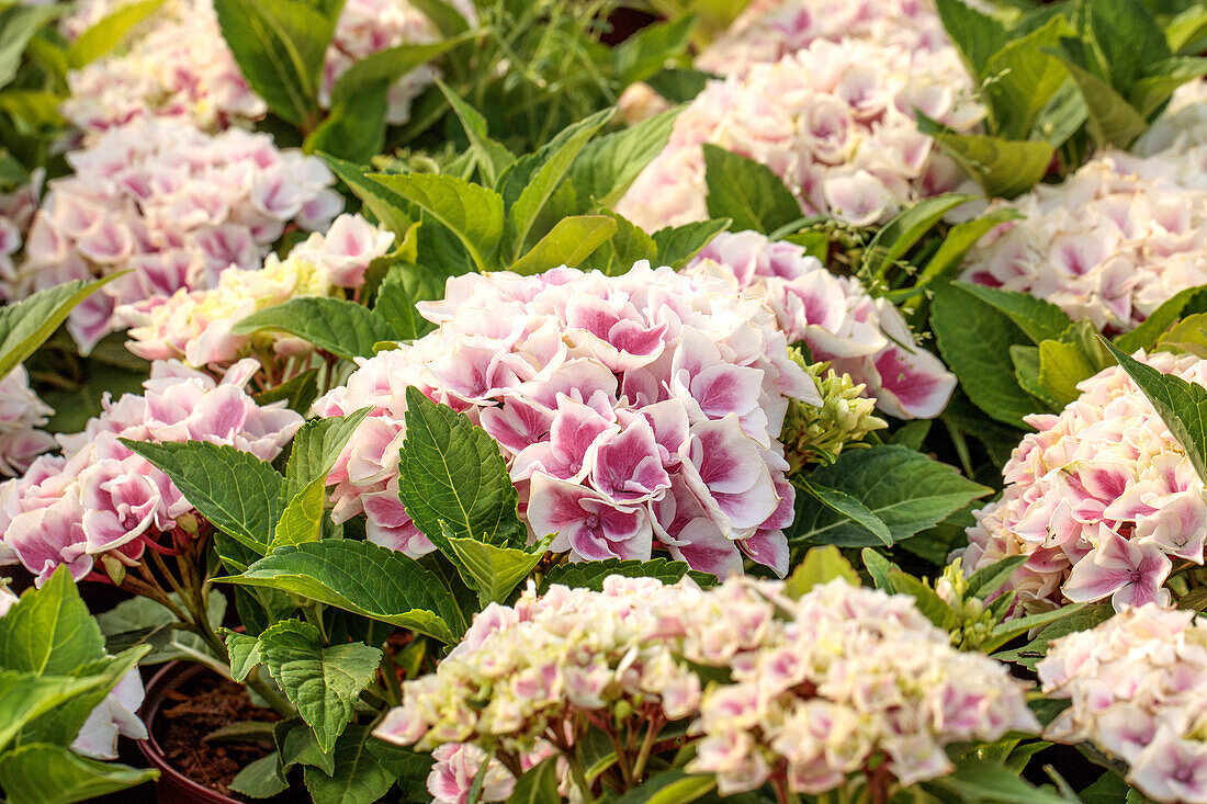 Hydrangea macrophylla Saxon® Candy Heart