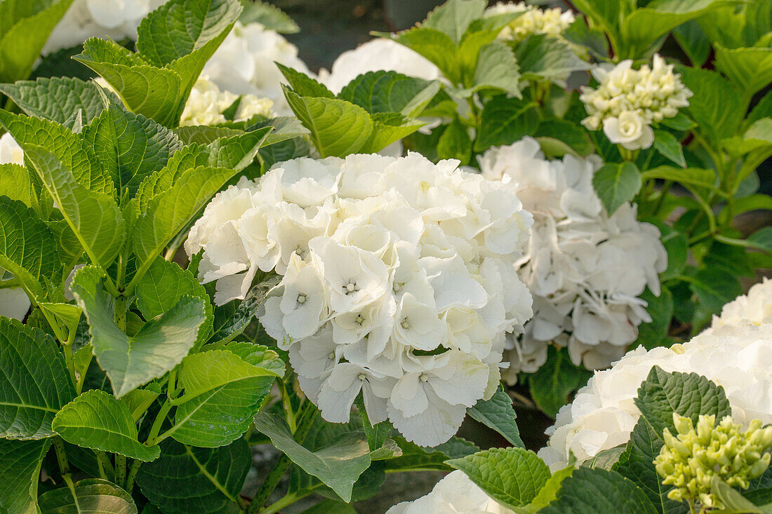 Hydrangea macrophylla 'Saxon Bright White'®