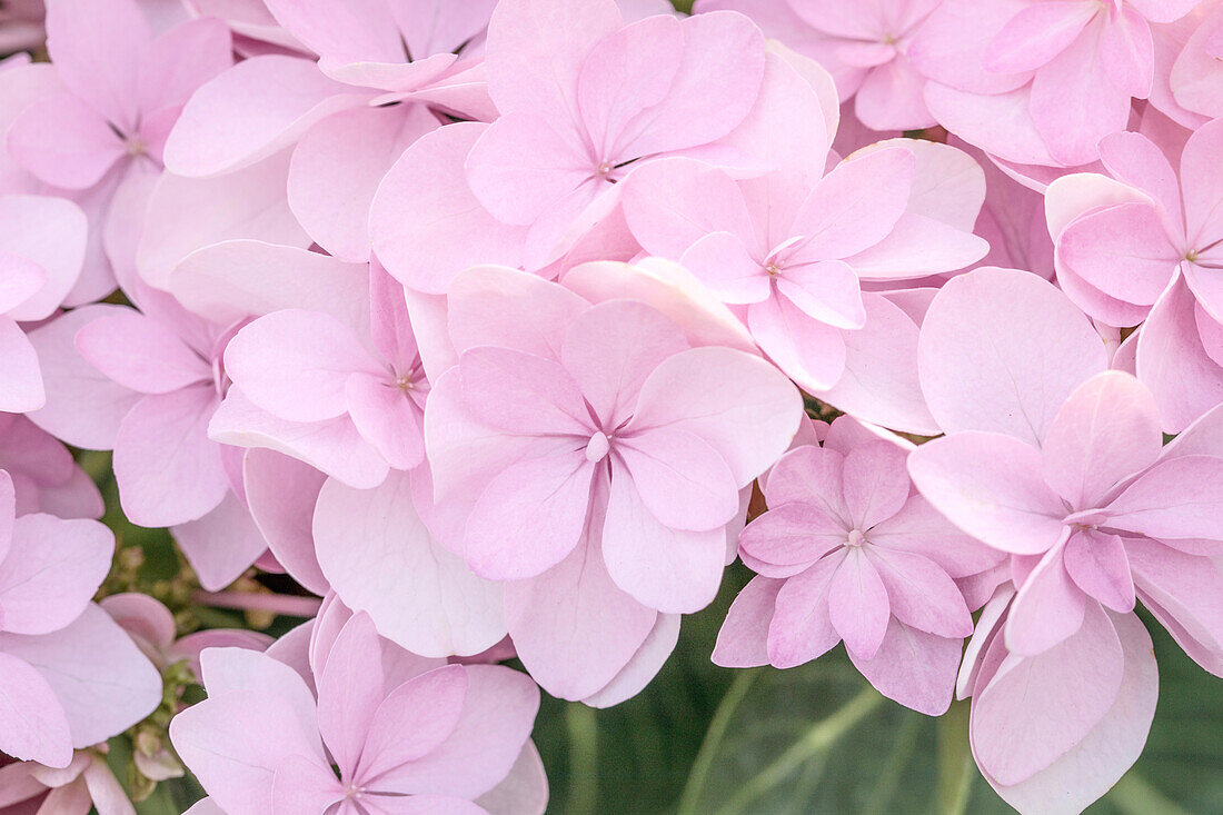 Hydrangea macrophylla You&Me Romance'®