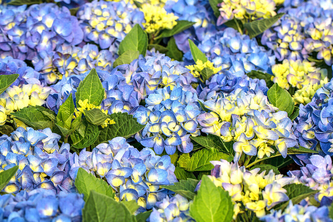 Hydrangea macrophylla 'Jip Blue'