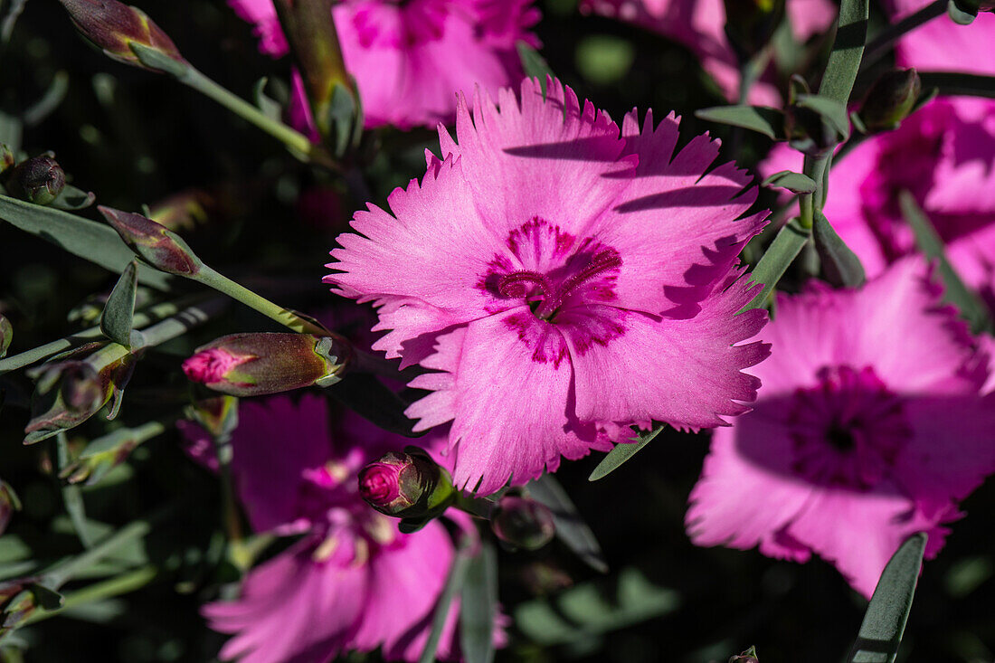 Dianthus plumarius, pink