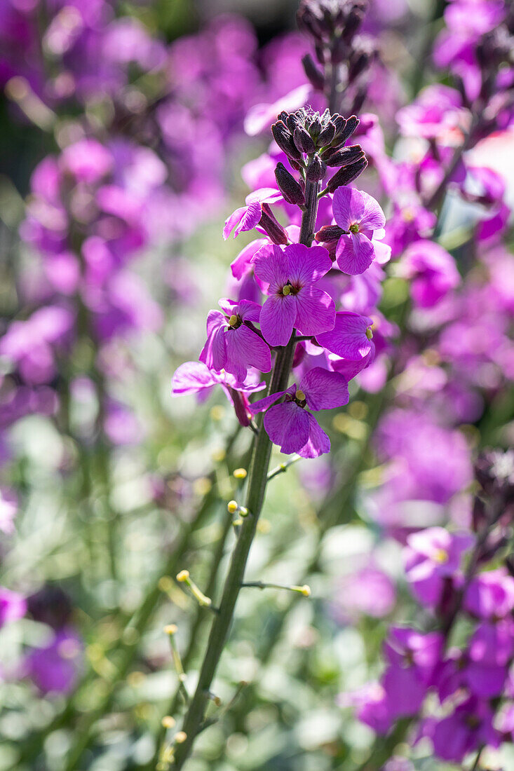 Erysimum linifolium, magenta