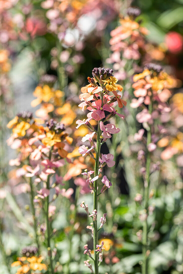 Erysimum linifolium