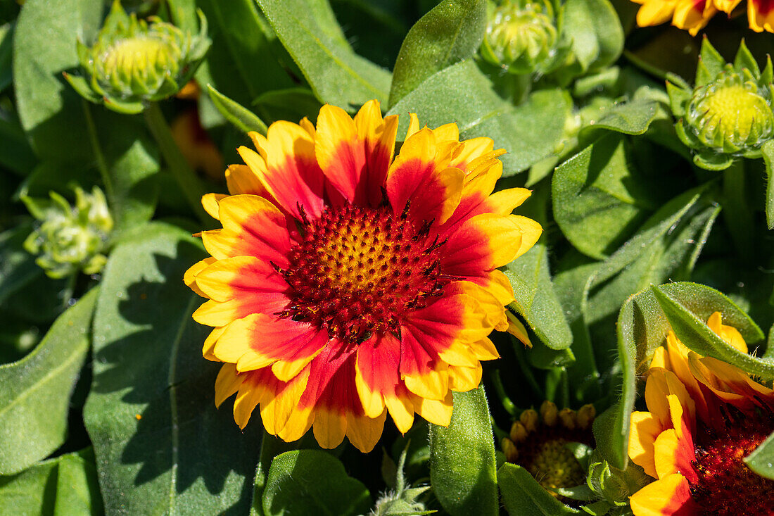 Gaillardia aristata, red-yellow