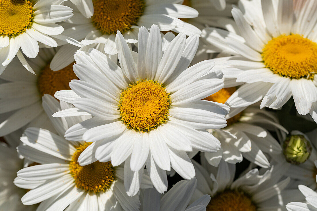 Leucanthemum maximum