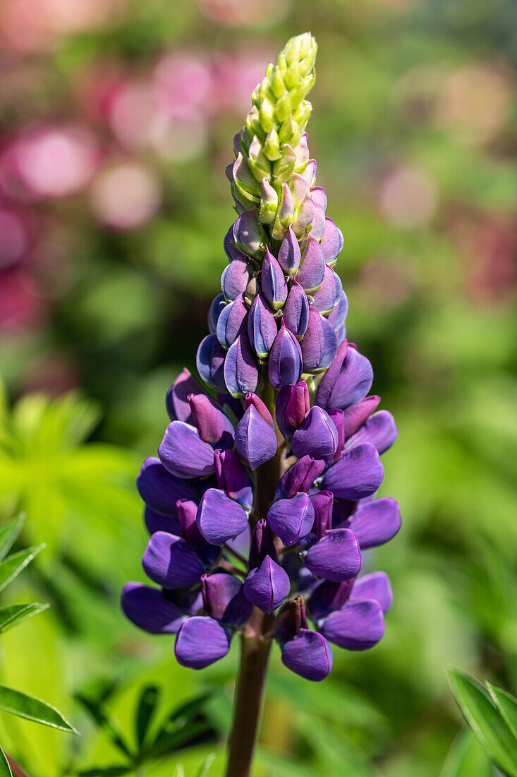 Lupinus polyphyllus, purple