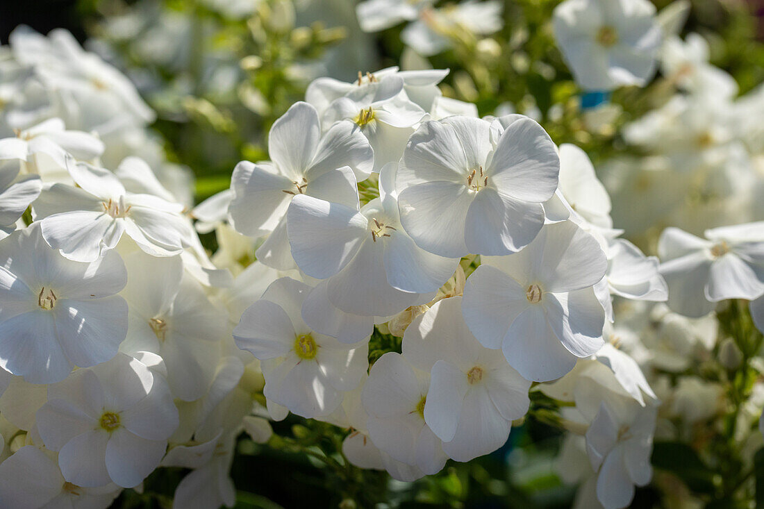 Phlox paniculata, weiß