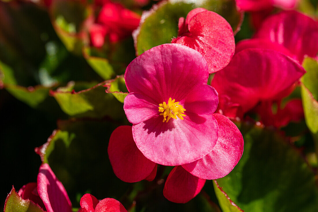 Begonia semperflorens