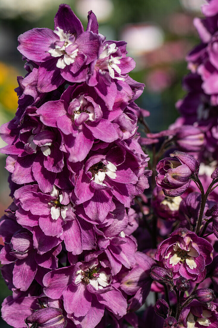 Delphinium x elatum, pink-white