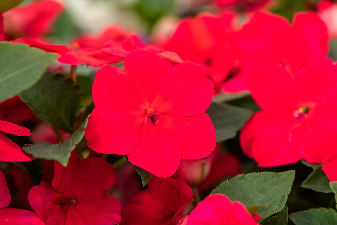 Impatiens walleriana, rot