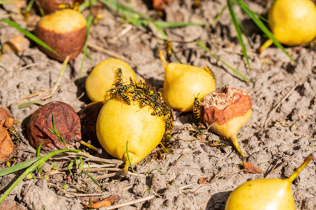 Wasps feed on rotten fruit