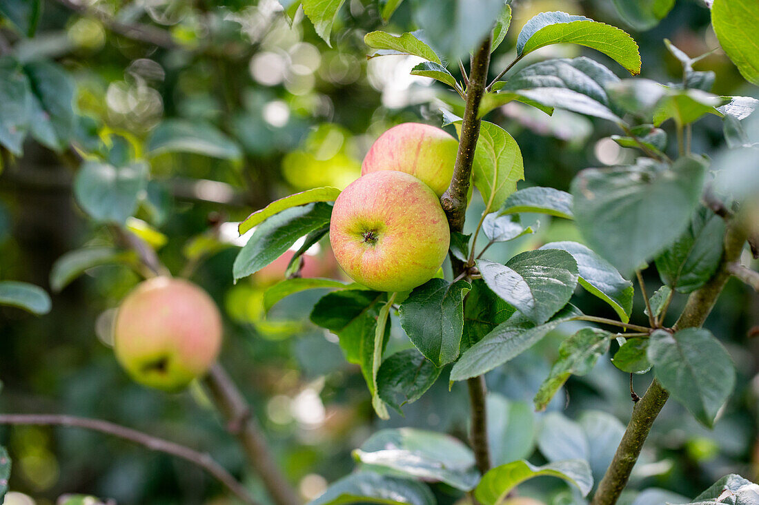 Malus 'Uphus Tietjenapfel' (Uphus' Tietjen apple)