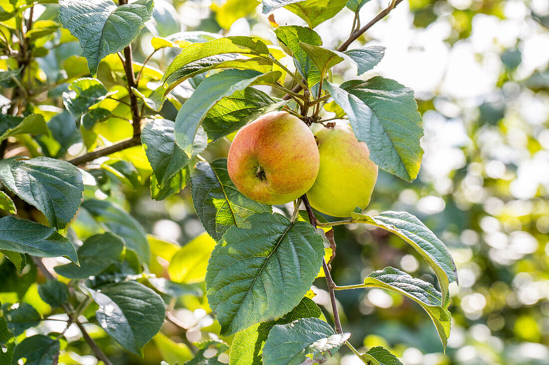 Malus 'Uphus' Tietjen apple