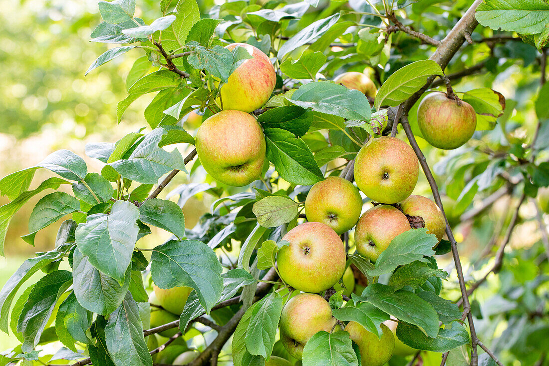 Malus 'Uphuser Tietjenapfel'