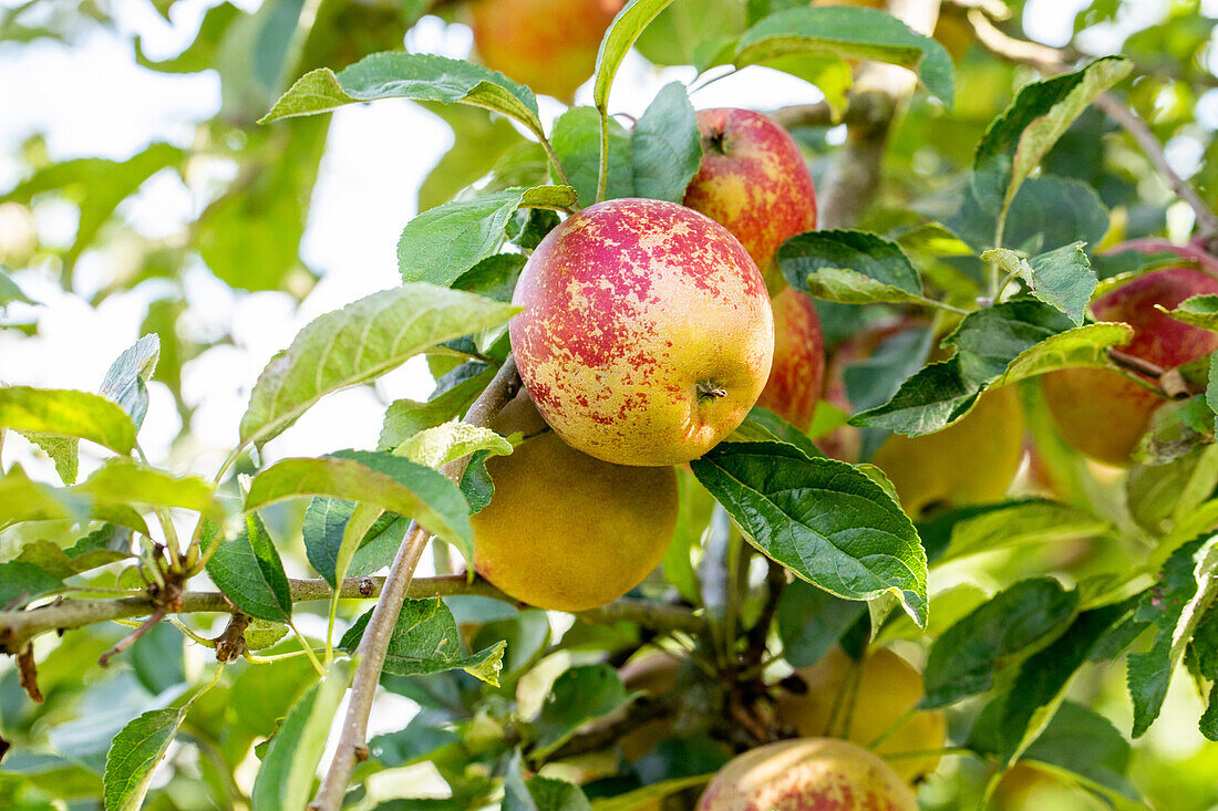 Malus domestica 'Hadelner Rotfranch' (Hadelner red franc)