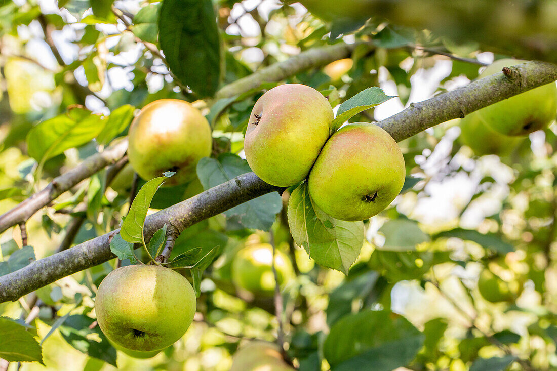 Malus domestica 'Blenheim Orange'