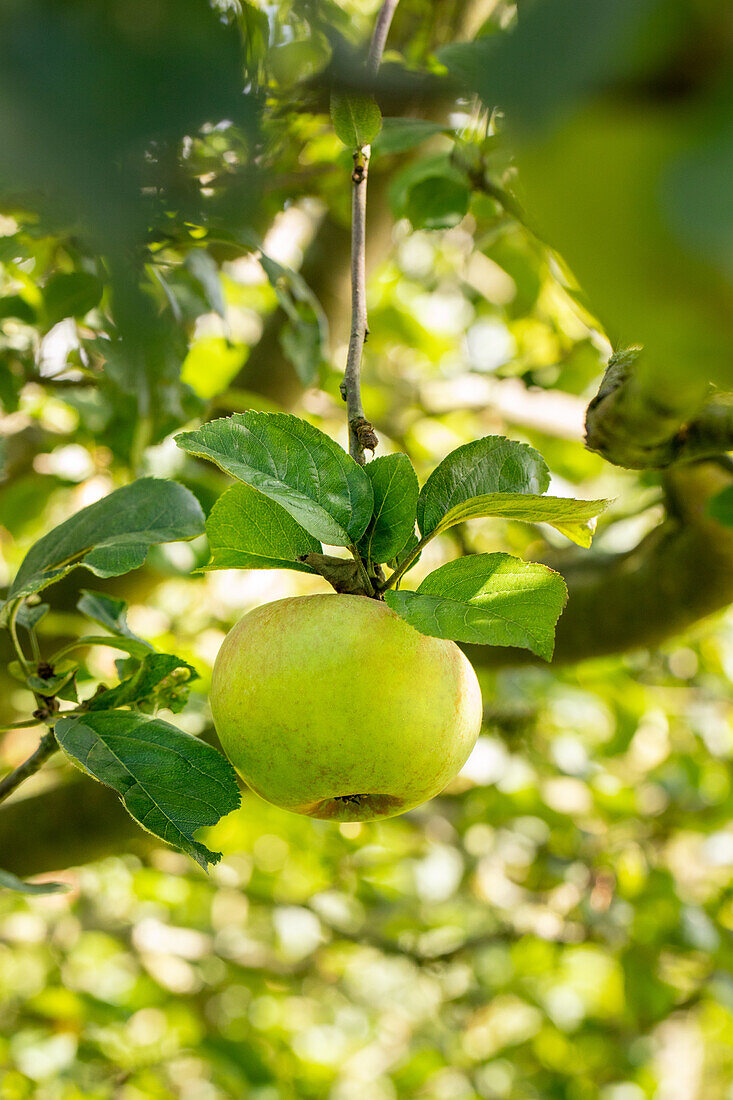 Malus domestica Blenheim Orange