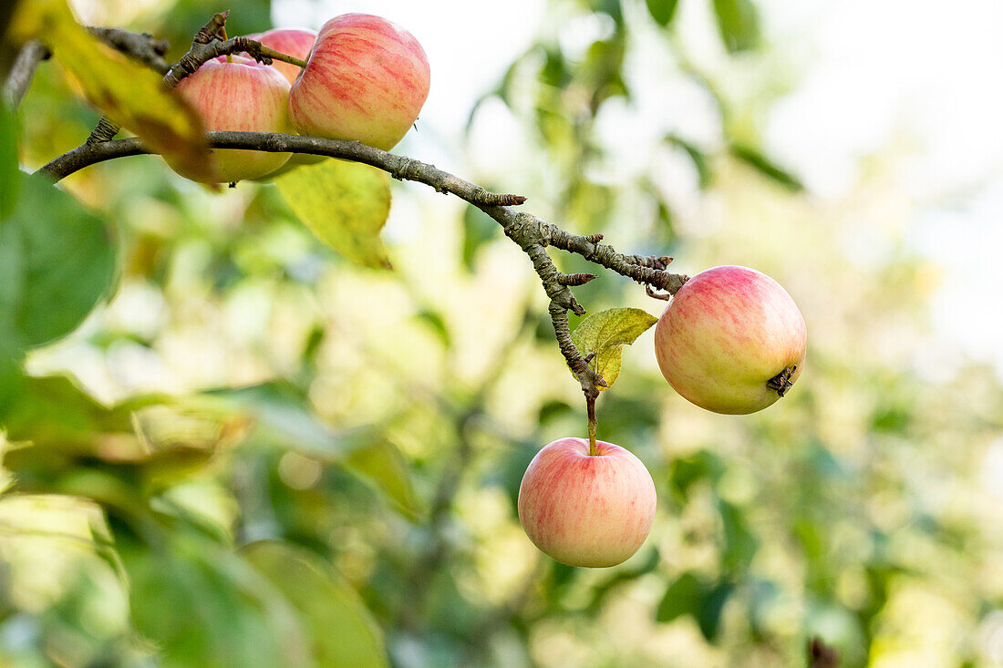 Malus 'Schöner von Herrnhut'