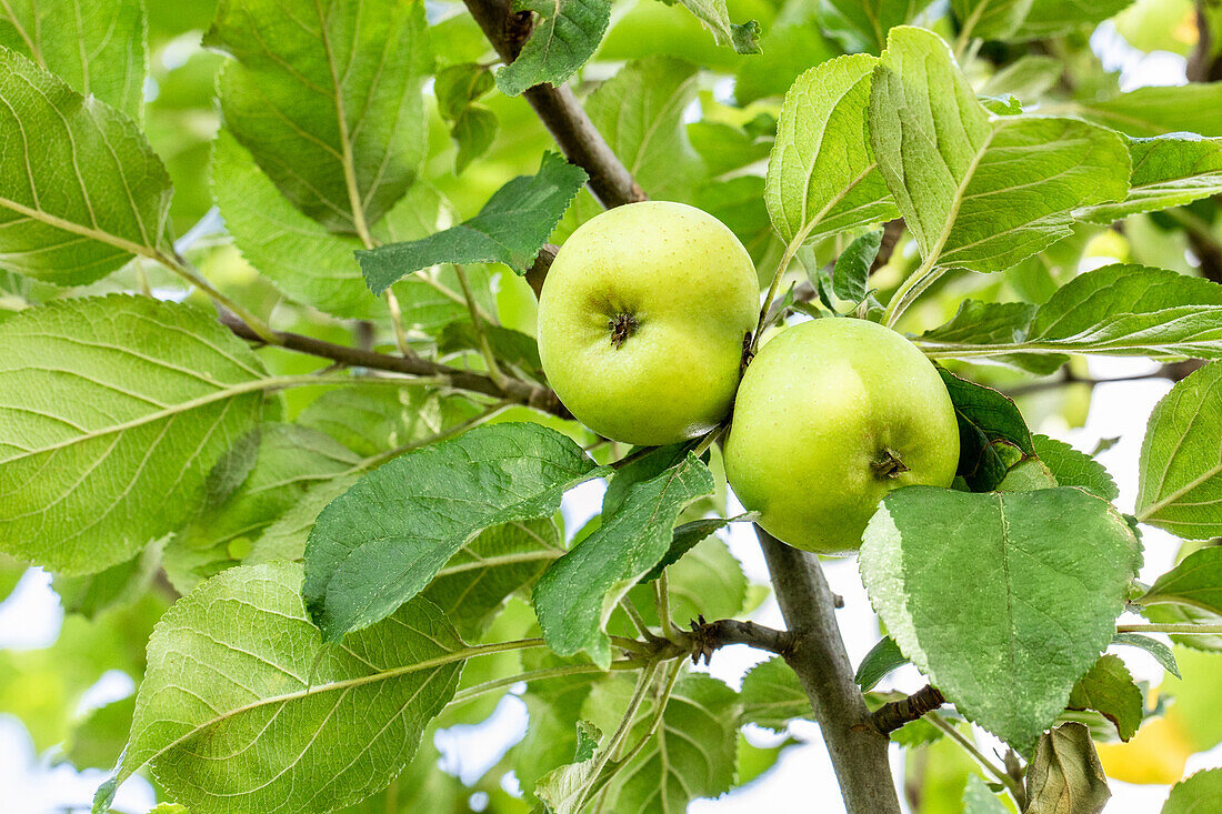 Pyrus 'Bosc's bottle pear