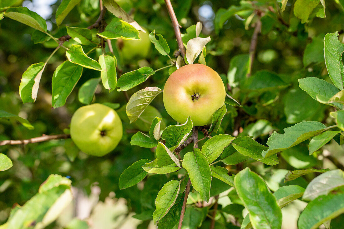 Malus 'Adersleber Kalvill