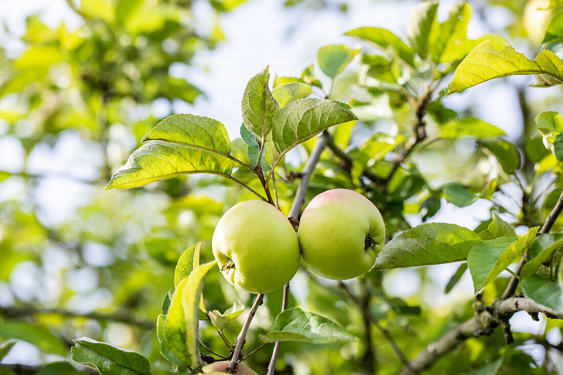 Malus 'Adersleber Kalvill'