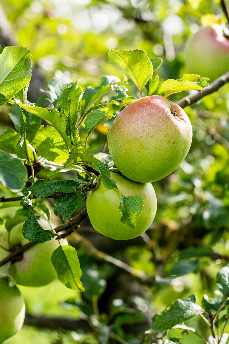 Malus 'Batullenapple