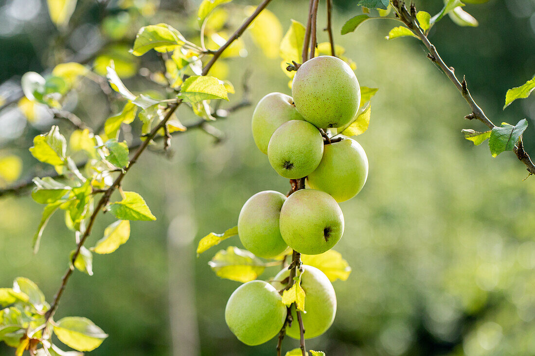 Malus 'Batullenapple