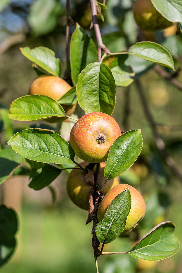 Malus domestica 'Grey Autumn-Renette