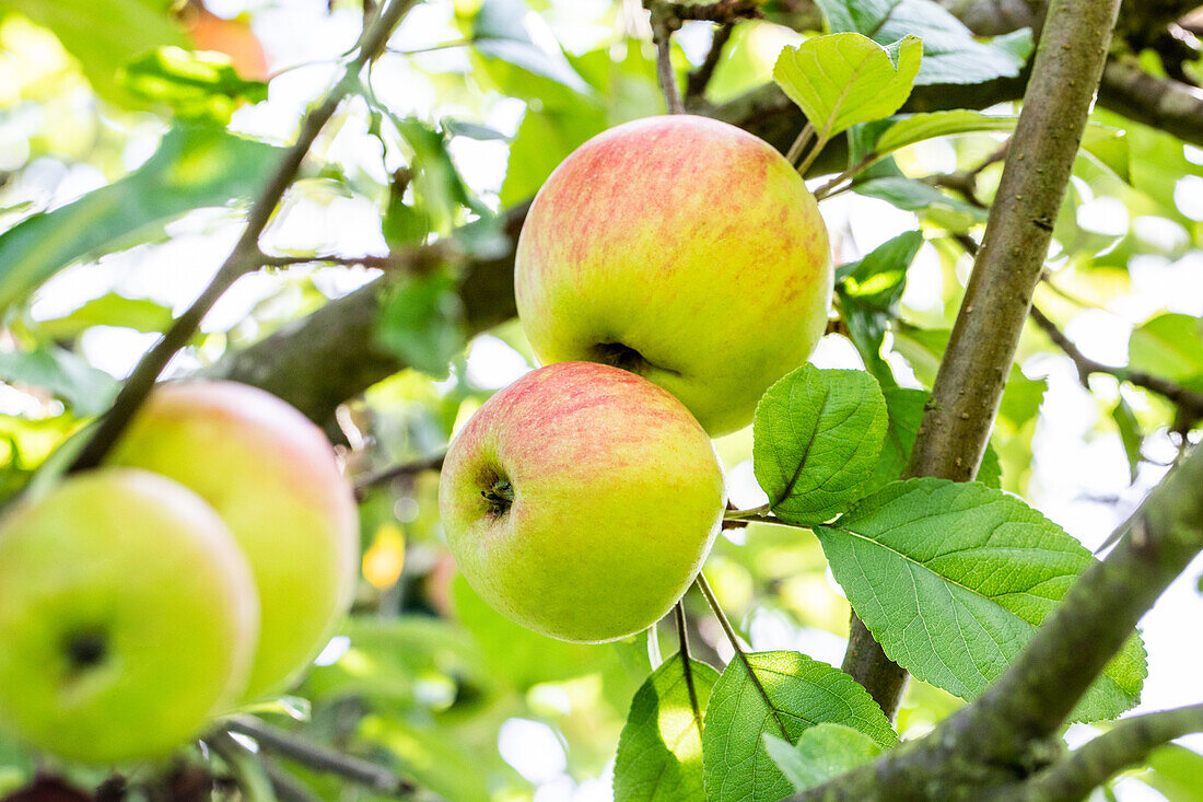 Malus domestica 'Himbeerapfel von Holowaus'