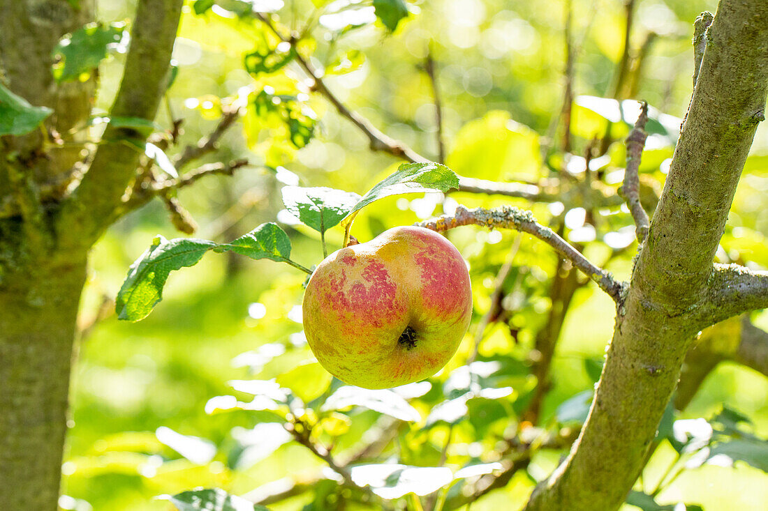 Apple fruit russeting