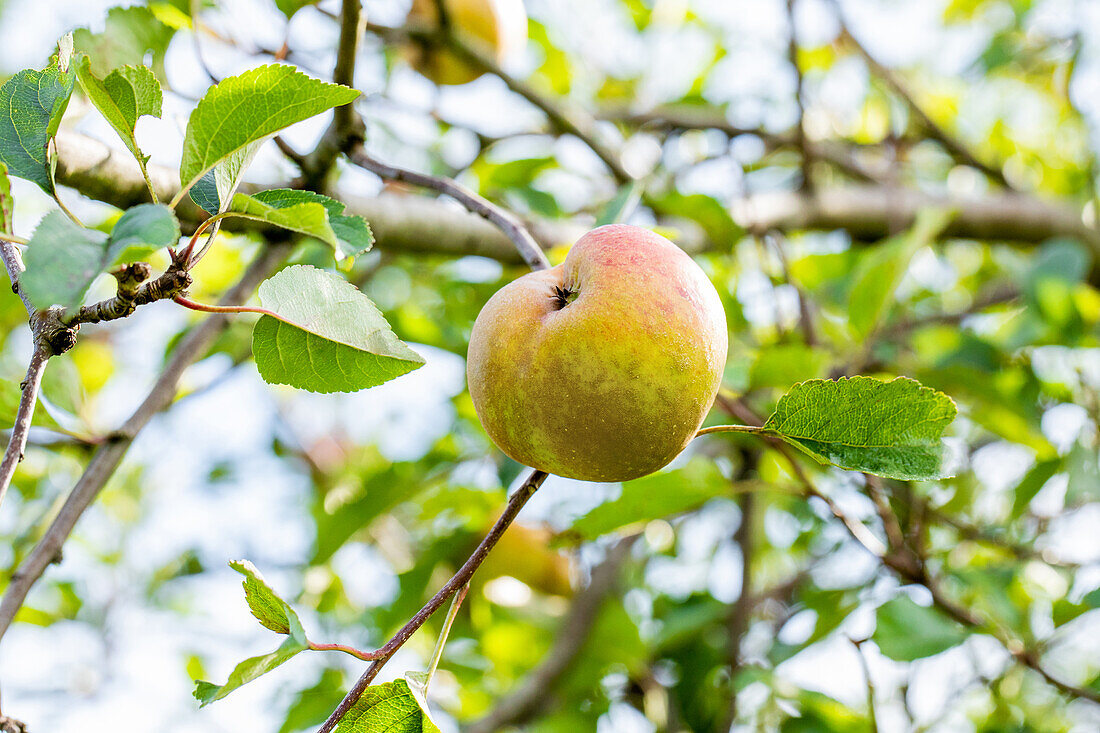 Malus domestica 'Goldrenette von Hoya'