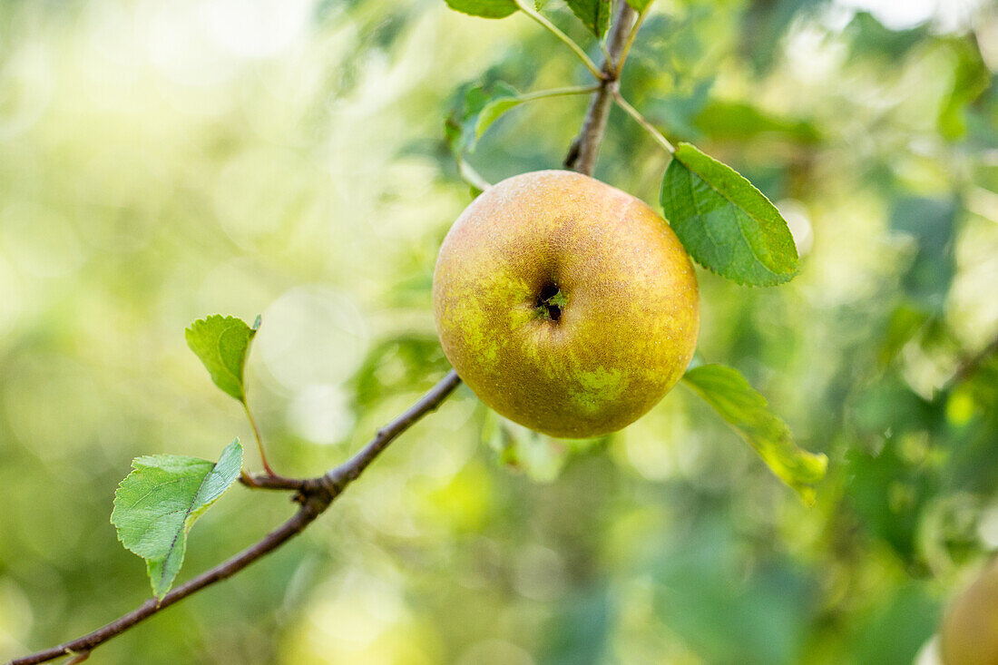 Malus domestica 'Goldrenette of Hoya'.